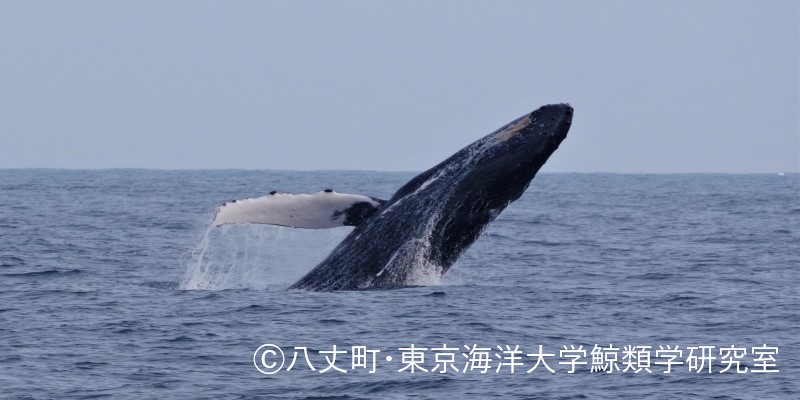 八丈島でホエールウォッチング - 八丈島観光協会