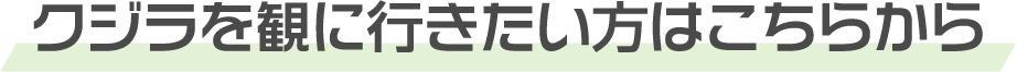 クジラを観に行きたい方はこちらから